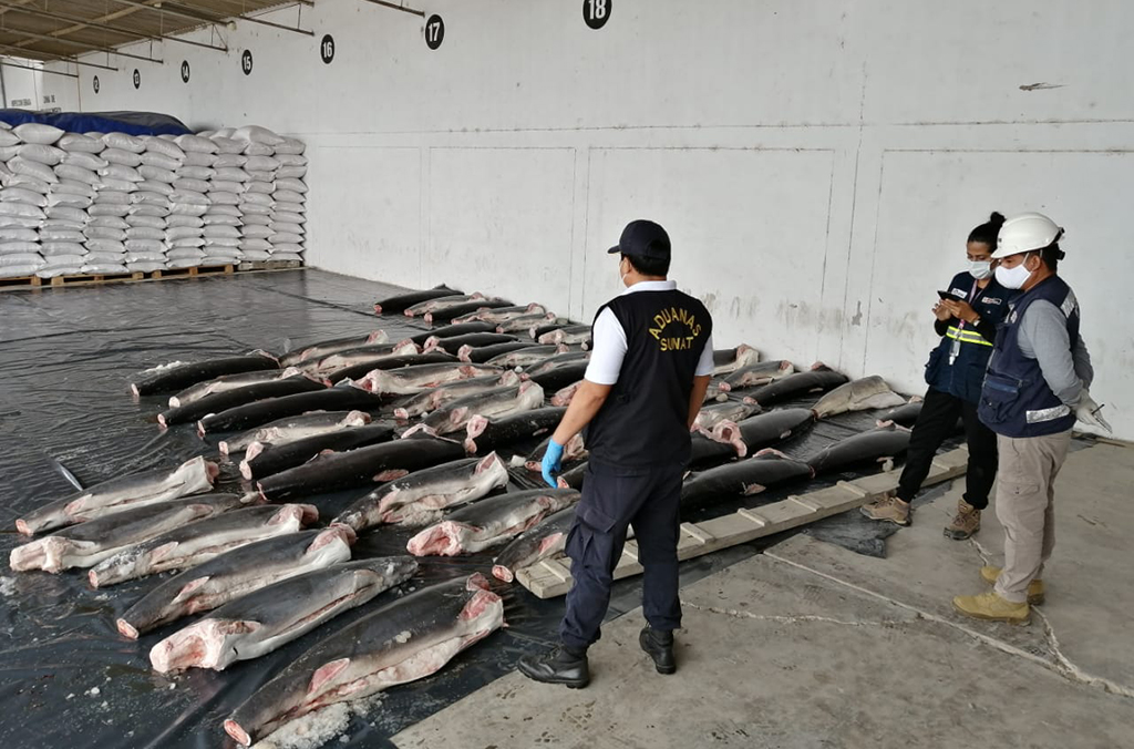 Au total, 56 200 kg de produits de la mer ont été saisis au cours de l’opération Thunder 2020. Avec l'aimable autorisation des douanes péruviennes
